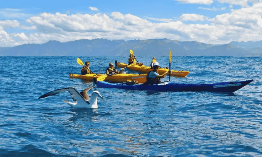 Kaikoura Kayak Tours | Kayaking Kaikoura - Everything New Zealand
