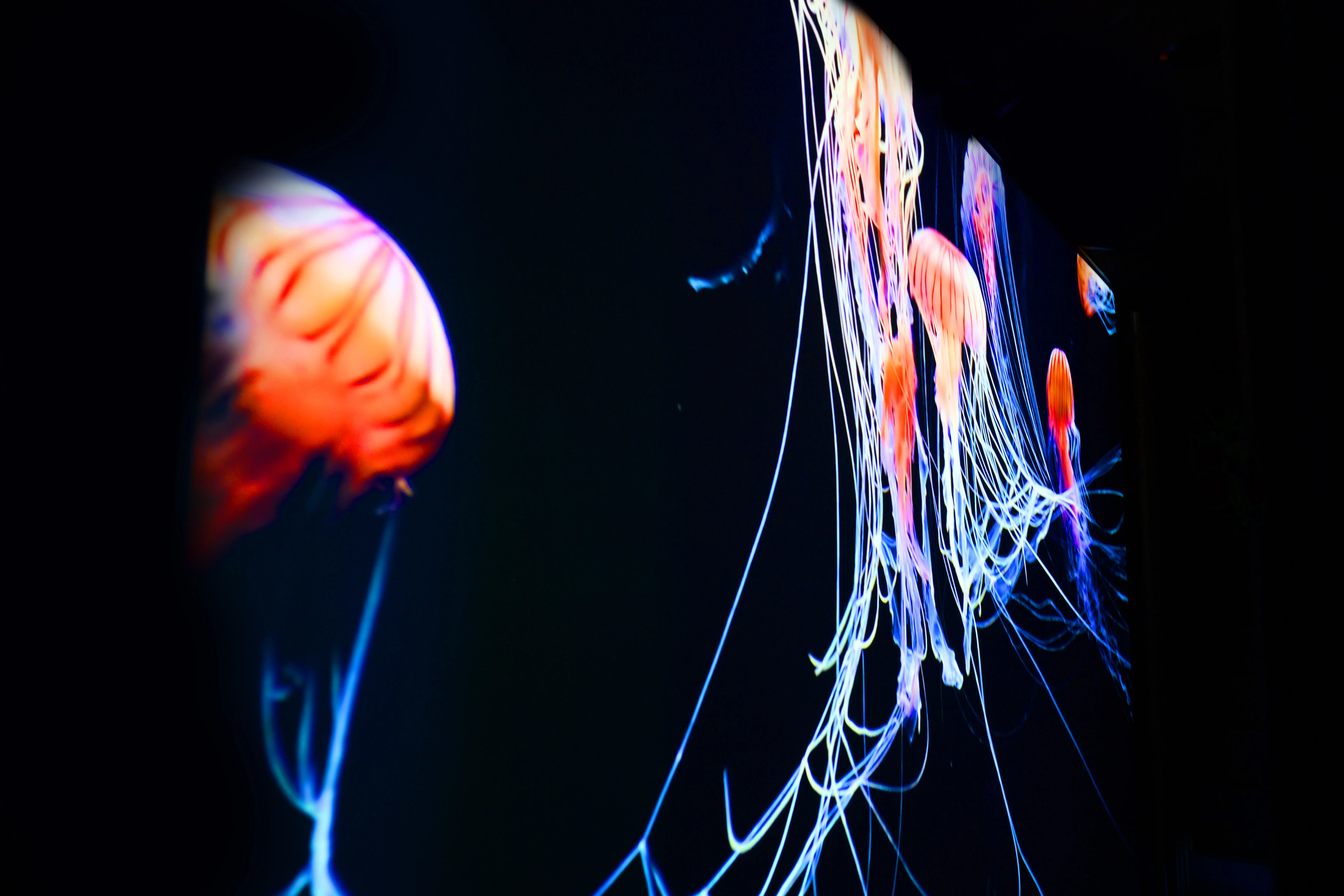 Odyssey Sensory Maze - Auckland | Everything New Zealand-4