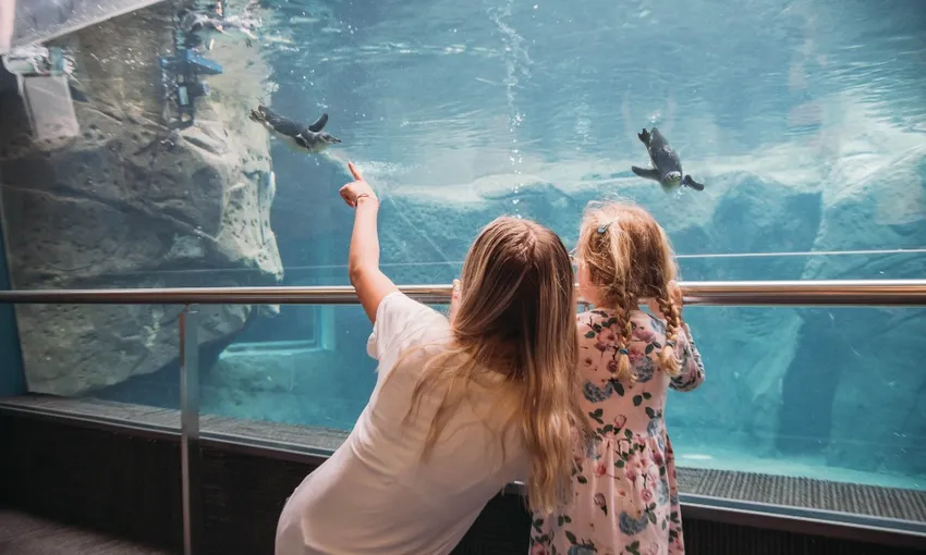 International Antarctic Centre - Christchurch | Everything New Zealand
