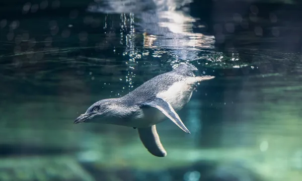 International Antarctic Centre