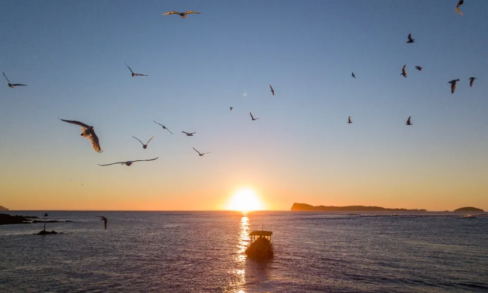 Alderman Islands Boat Tour - Coromandel | Everything New Zealand-3