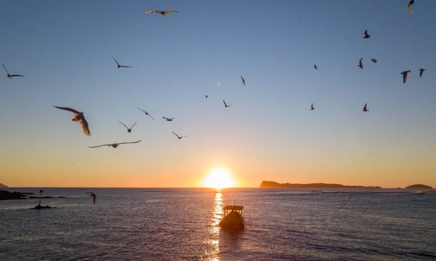 Alderman Islands Boat Tour - Coromandel | Everything New Zealand