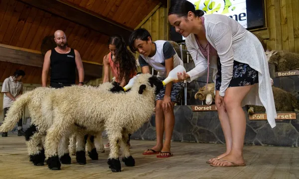 Farm Tour & Sheep Show - Agrodome