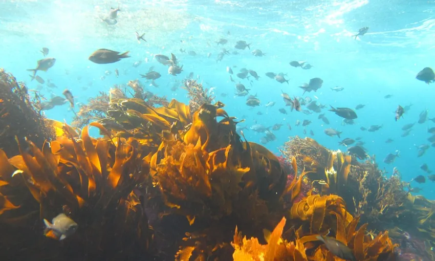 Perfect Day Dive Tutukaka, Poor Knights Islands | Everything New Zealand