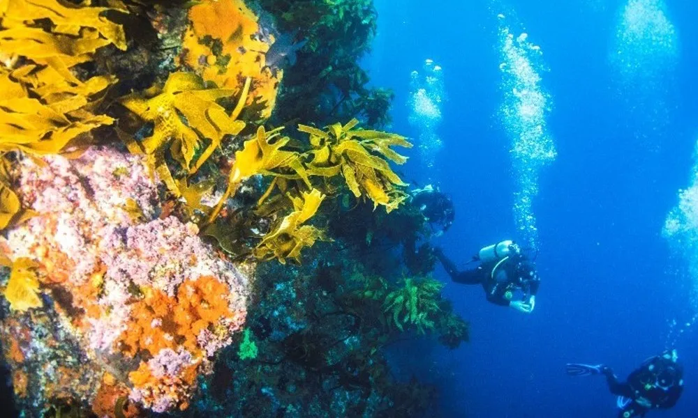 Scuba Diving Dive Tutukaka, Poor Knights Islands | Everything New Zealand-1