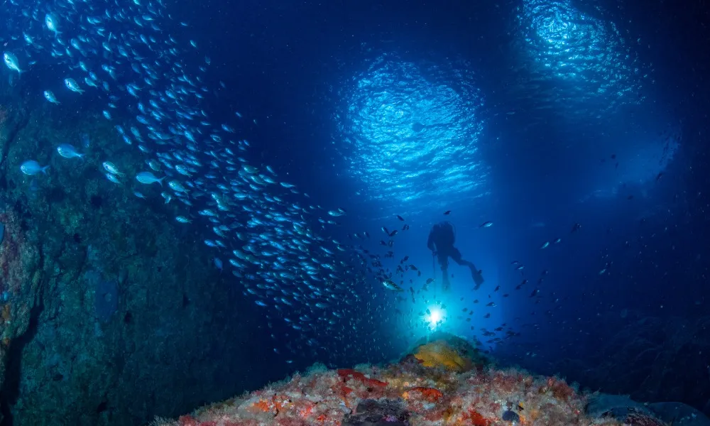 Scuba Diving Dive Tutukaka, Poor Knights Islands | Everything New Zealand-4