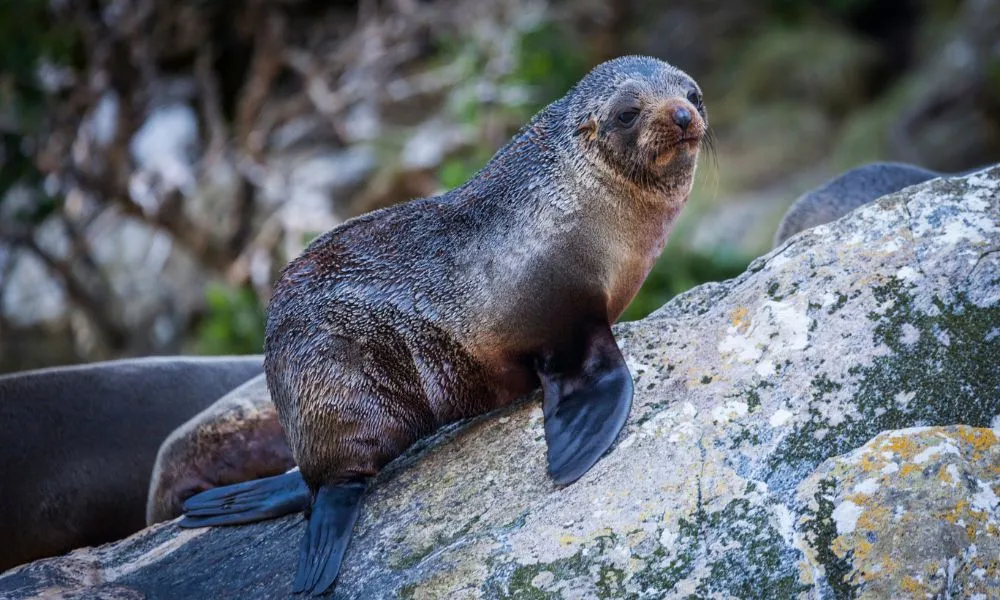 Milford Sound Coach & Cruise from Queenstown - Mitre Peak | Everything New Zealand-3