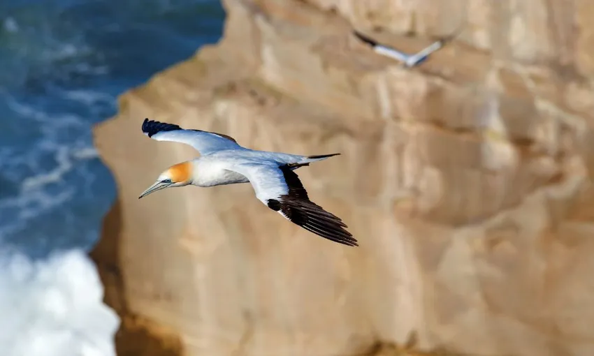 Wine Tours & Lunch - Bush and Beach Tours | Everything New Zealand