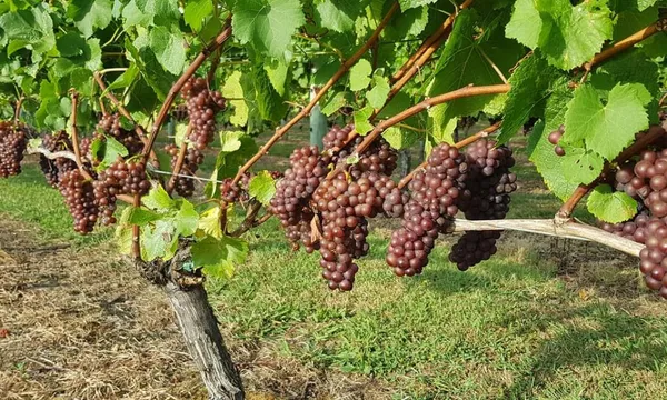 Kumeu Wine Tour with Lunch from Auckland