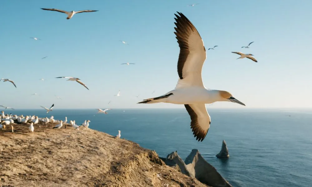 Cape Kidnappers Gannet Safaris & Colony Tours Hawkes Bay | Everything New Zealand-1