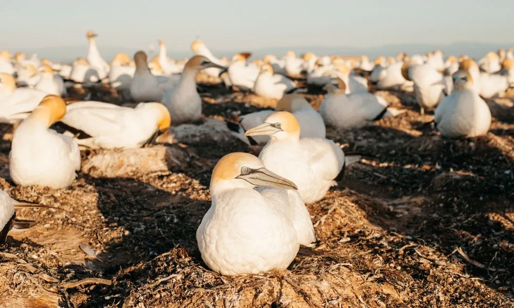 Cape Kidnappers Gannet Safaris & Colony Tours Hawkes Bay | Everything New Zealand-3