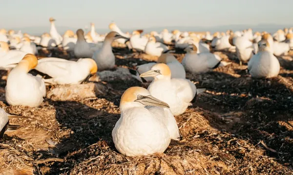Cape Kidnappers Bird Watching Tour