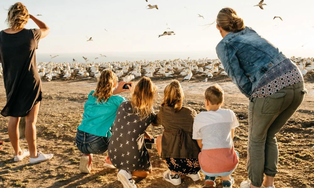 Cape Kidnappers Gannet Safaris & Colony Tours Hawkes Bay | Everything New Zealand-4