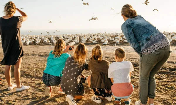 Cape Kidnappers Bird Watching Tour