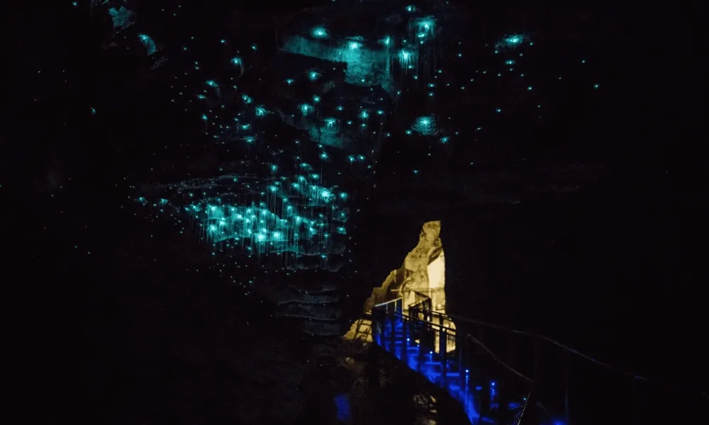 Waitomo & Rotorua Day Tours from Auckland | Everything New Zealand-2