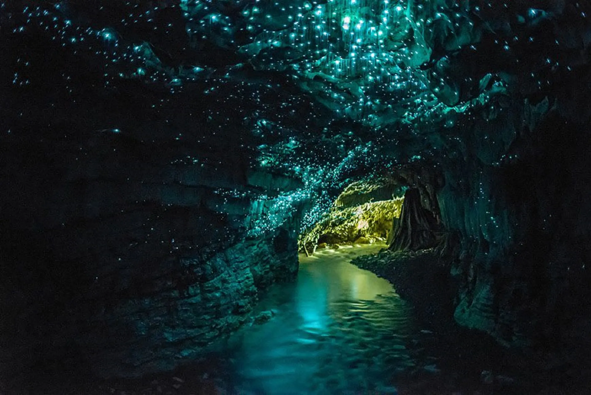 Waitomo & Rotorua Day Tours from Auckland | Everything New Zealand-5