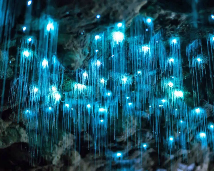 Waitomo & Rotorua Day Tours from Auckland | Everything New Zealand-7