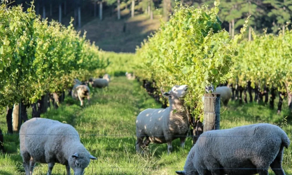 Hawkes Bay Day Tour from Napier | Everything New Zealand-4