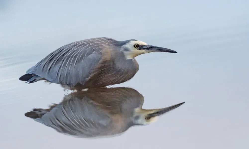 Boat Cruises - Glacier Country Scenic Lake Tours | Everything New Zealand-4