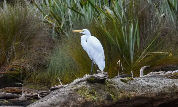 Franz Josef Glacier Scenic Cruise
