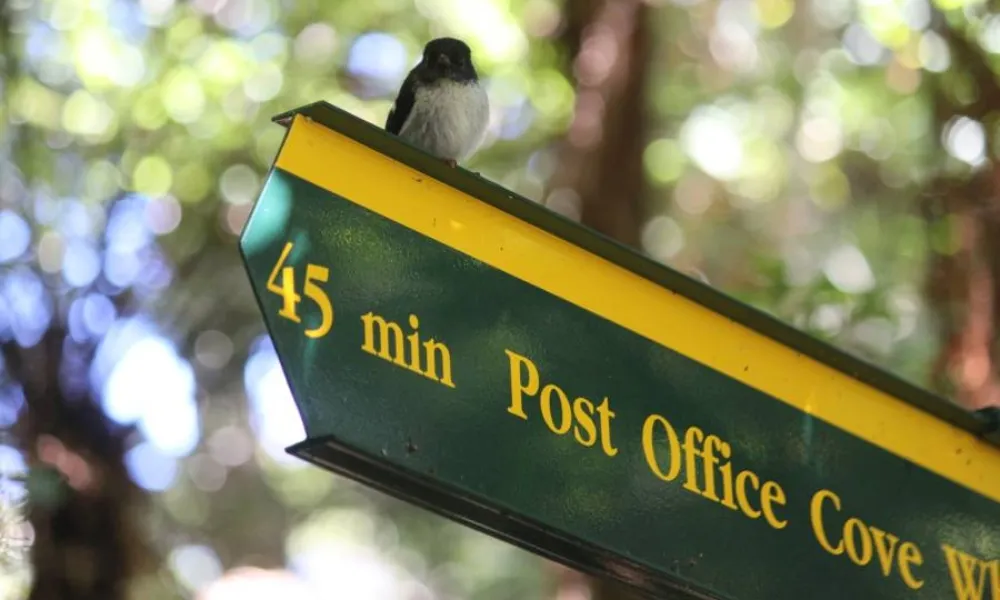 Rakiura Charters and Water Taxi – Ulva Island Freedom Walk | Everything New Zealand-4