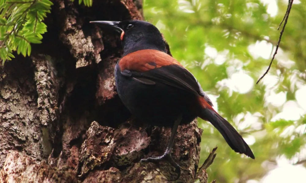 Ulva Island Guided Walk Rakiura Charters and Water Taxi-2