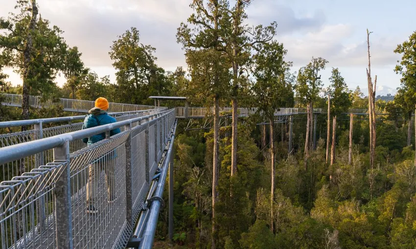 West Coast Tree Top Walk | Everything New Zealand