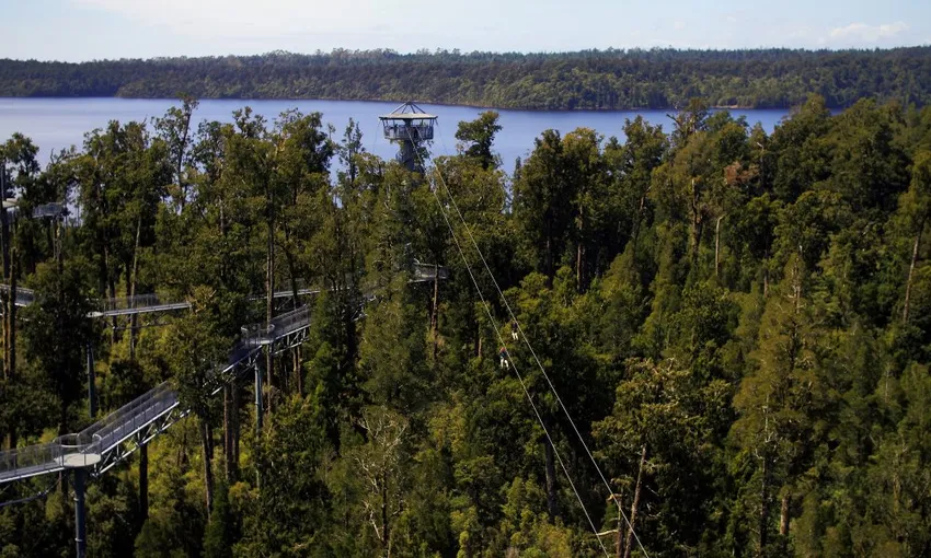 West Coast Tree Top Walk | Everything New Zealand