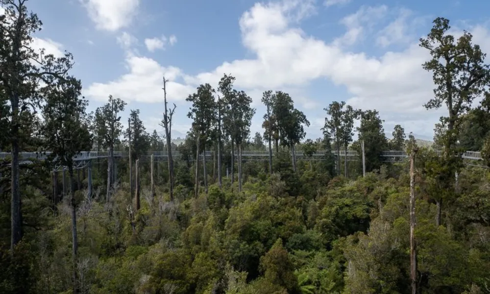 West Coast Tree Top Walk | Everything New Zealand-5