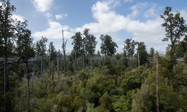 West Coast Treetop Walk in Hokitika