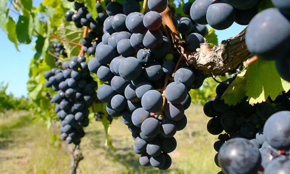 Wine Tours - Hawkes Bay Wine Experience | Everything New Zealand-2