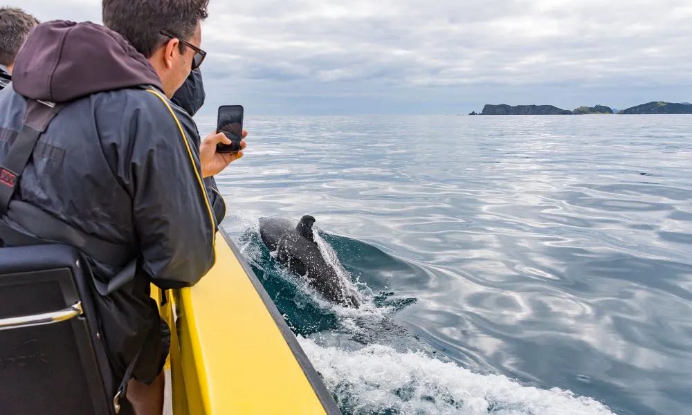 Hole in the Rock Cruise - Ocean Adventure | Bay of Islands | Everything New Zealand-5