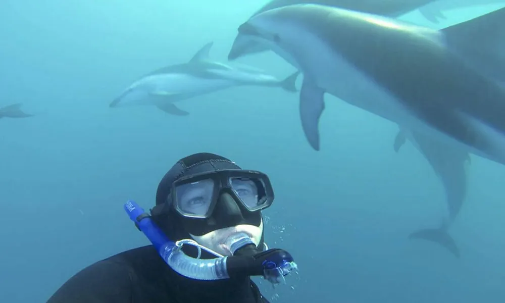 Dolphin Swim | Dolphin Watching Tour, Kaikoura -2