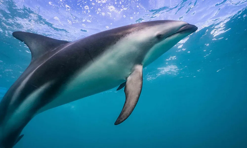 Dolphin Swim | Dolphin Watching Tour, Kaikoura -4