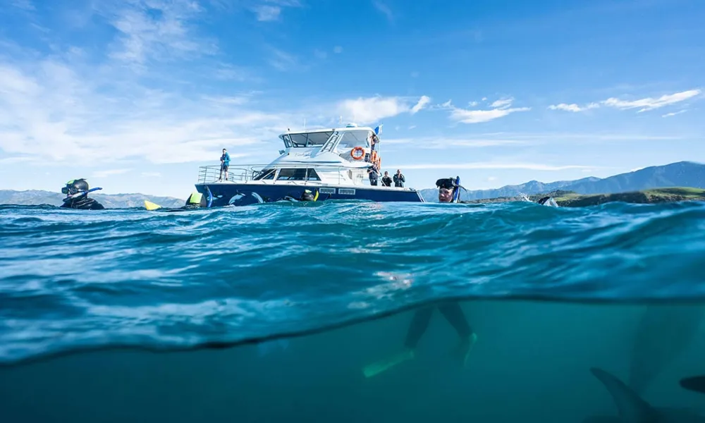 Dolphin Swim | Dolphin Watching Tour, Kaikoura -5