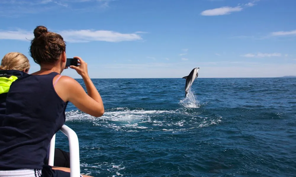 Dolphin Swim | Dolphin Watching Tour, Kaikoura -4