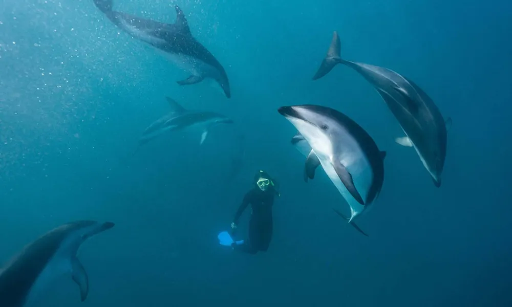 Dolphin Swim | Dolphin Watching Tour, Kaikoura -2