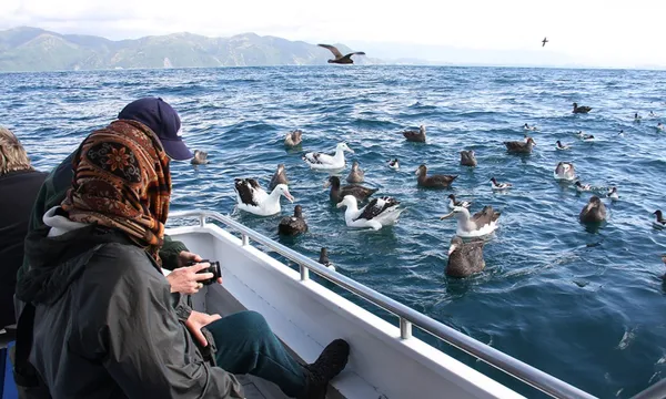 Bird Watching - Albatross Encounter | Kaikoura