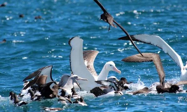 Bird Watching - Albatross Encounter | Kaikoura