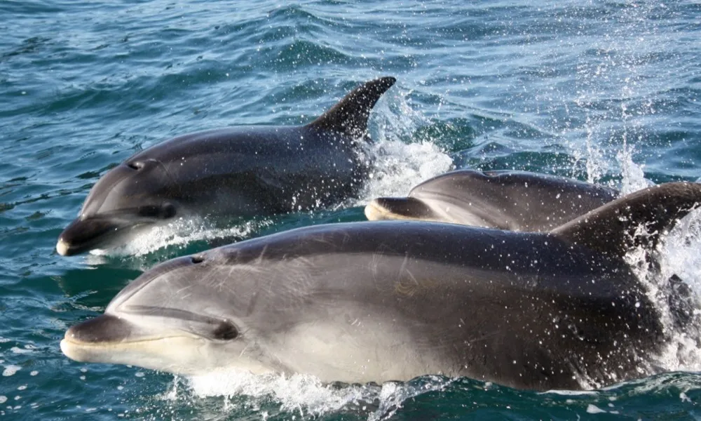 Dolphin Cruise Bay of Islands | Everything New Zealand-1