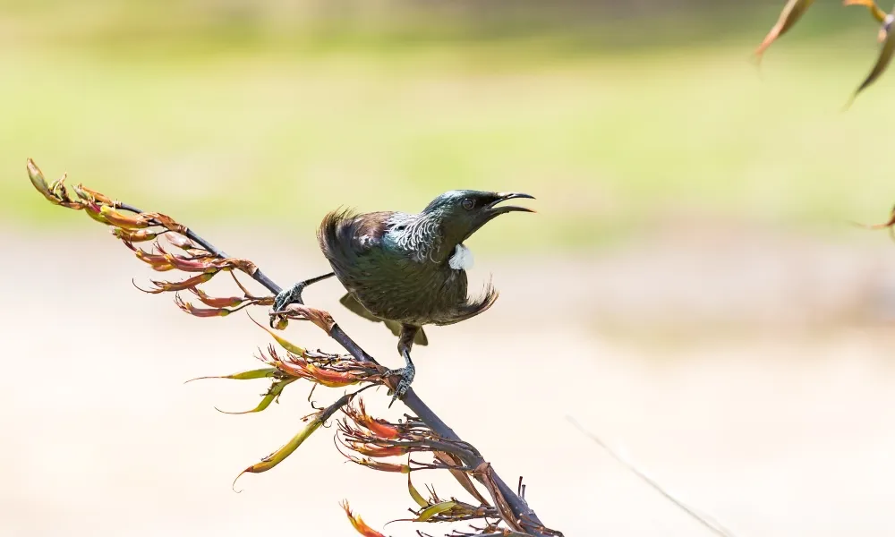 Dolphin Cruise Bay of Islands | Everything New Zealand-4