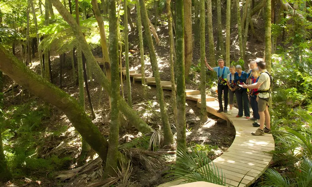 Eco Zip & Wine Tour Waiheke Island | Everything New Zealand -5