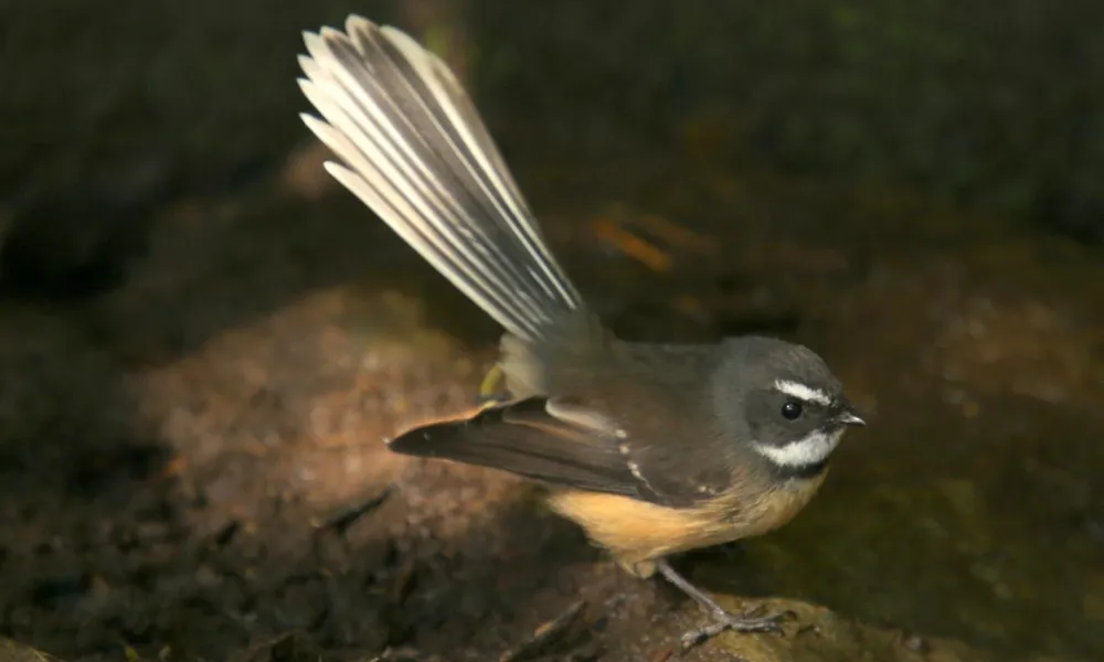 Motuara Island Cruise Picton | Everything New Zealand-4