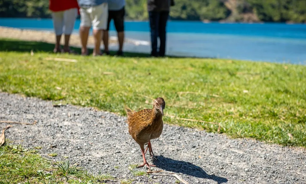 Motuara Island Cruise Picton | Everything New Zealand-6