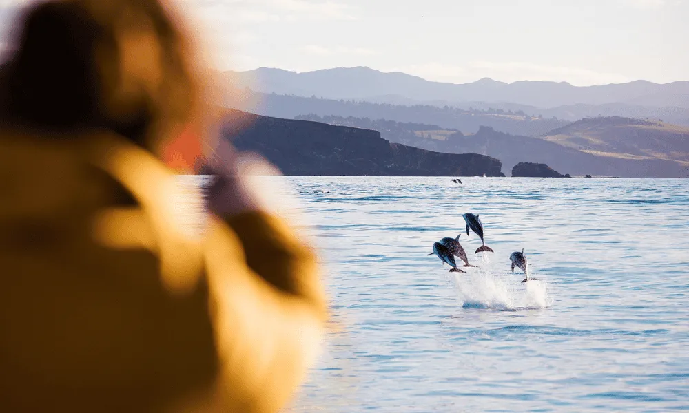 City to Sea Tour in Dunedin | Everything New Zealand-1