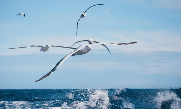 City to Sea Tour with Monarch Wildlife Cruises