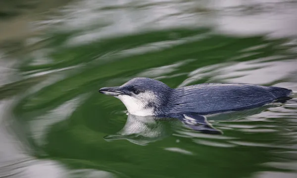City to Sea Tour with Monarch Wildlife Cruises