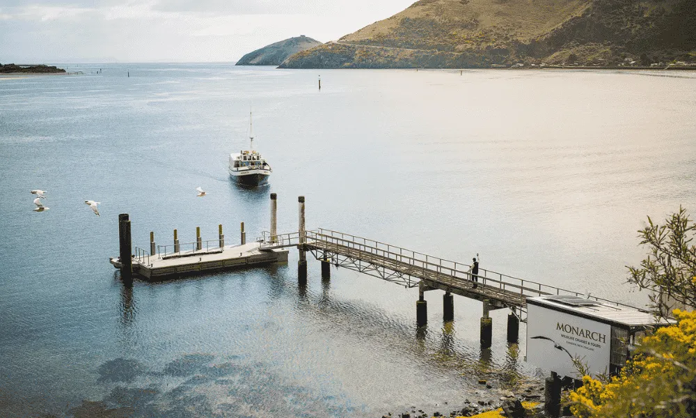 City to Sea Tour in Dunedin | Everything New Zealand-5