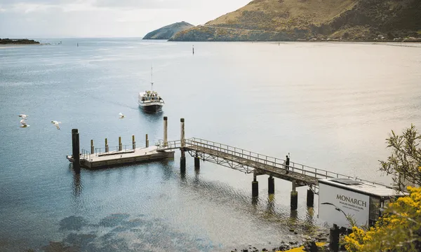 City to Sea Tour with Monarch Wildlife Cruises