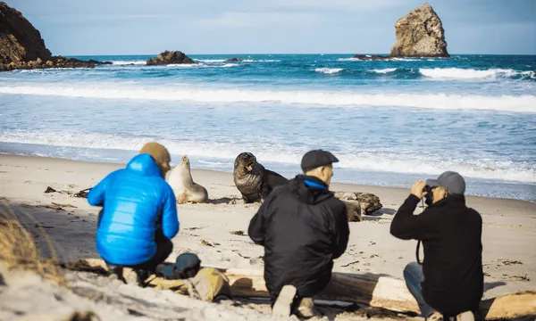 Small Group Peninsula Encounters Tour in Dunedin